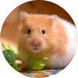 小動物