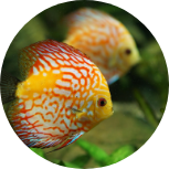 魚